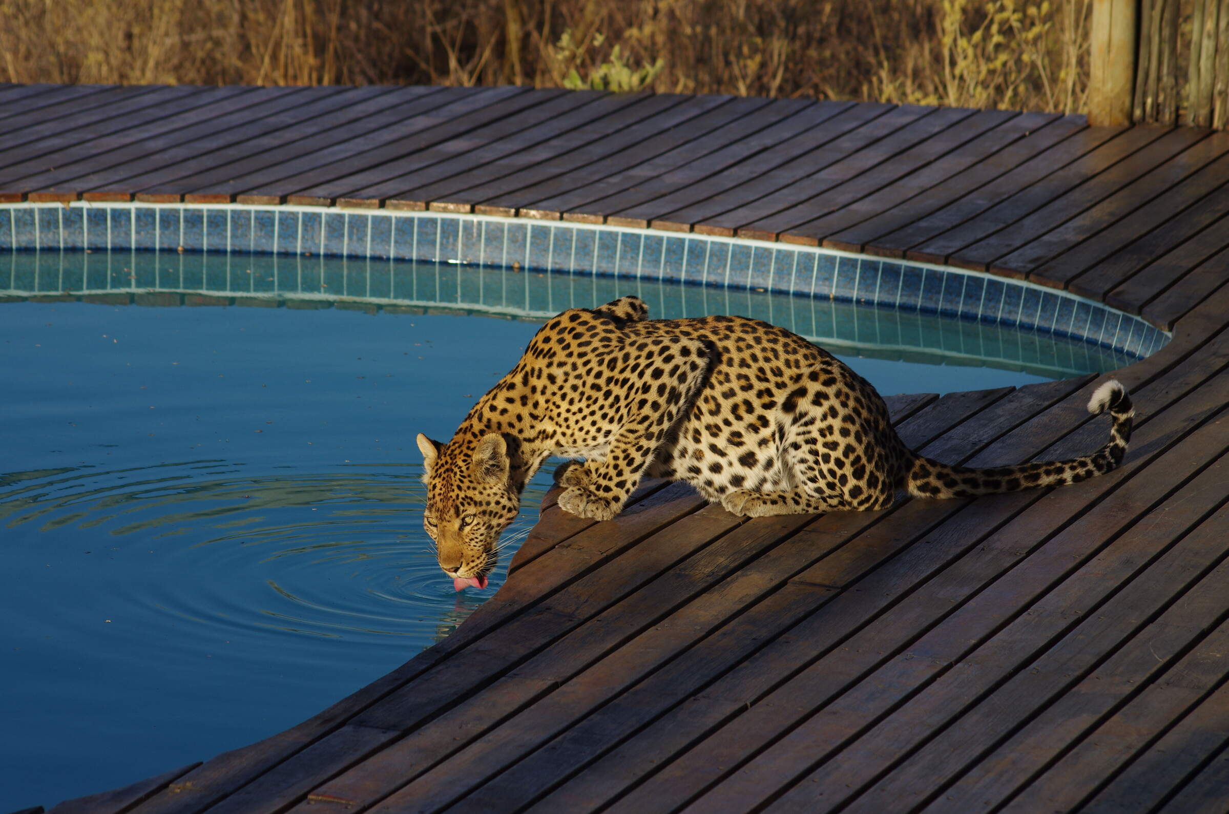 Tau Pan Camp Central Kalahari Botswana Expert Africa