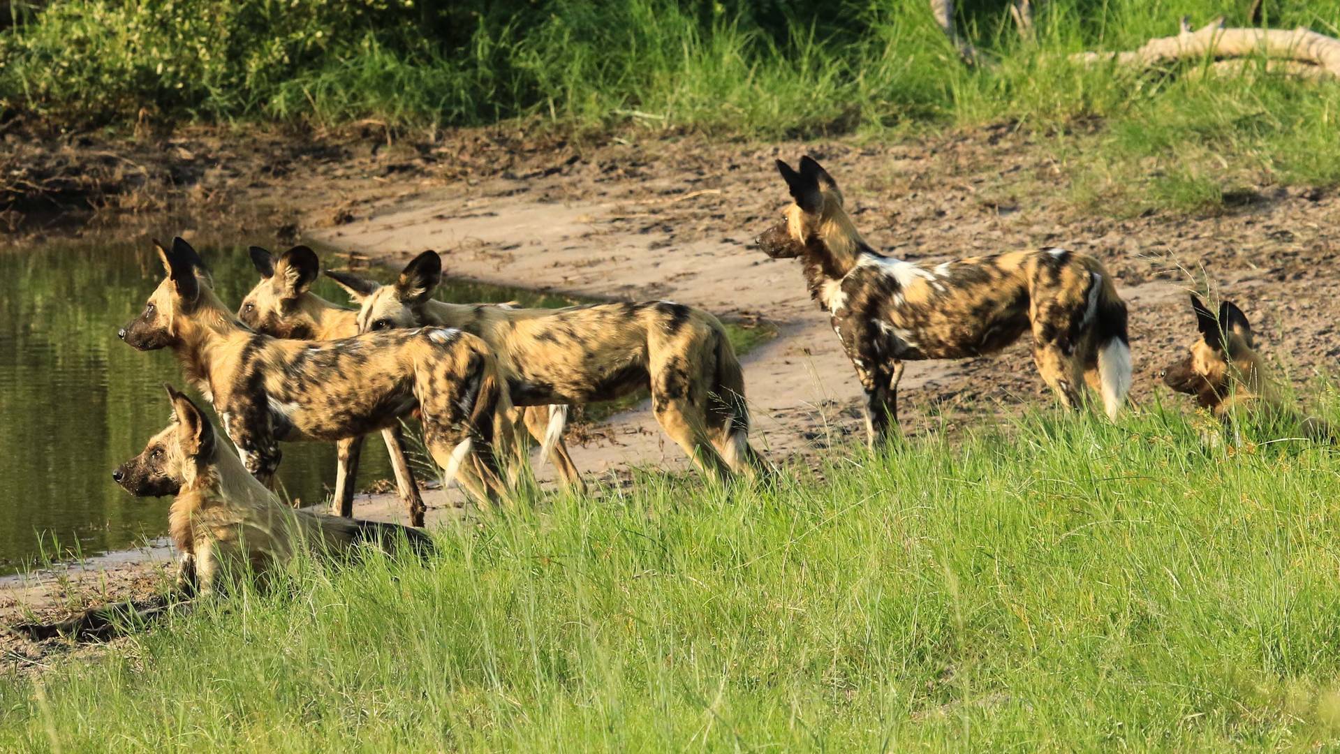 wild dog safaris namibia