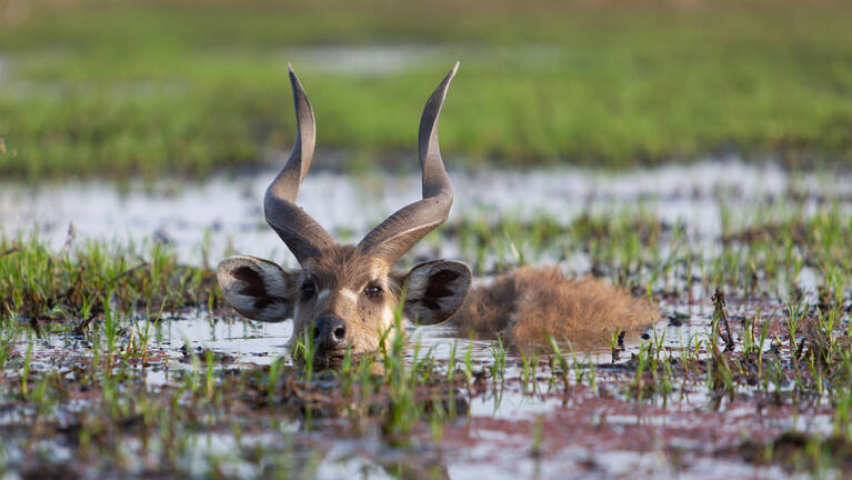 Best safaris for Sitatunga in Namibia | 12 sightings | Expert Africa