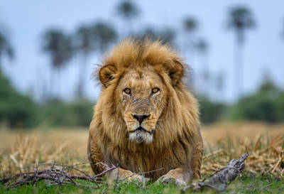 Lion