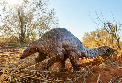 Pangolin