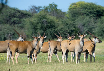 Eland