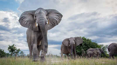african safari elephant