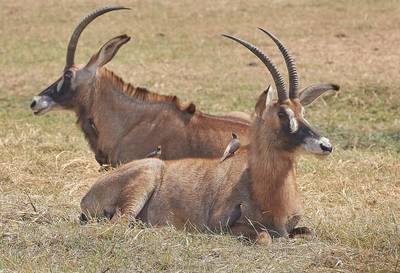 Roan antelope