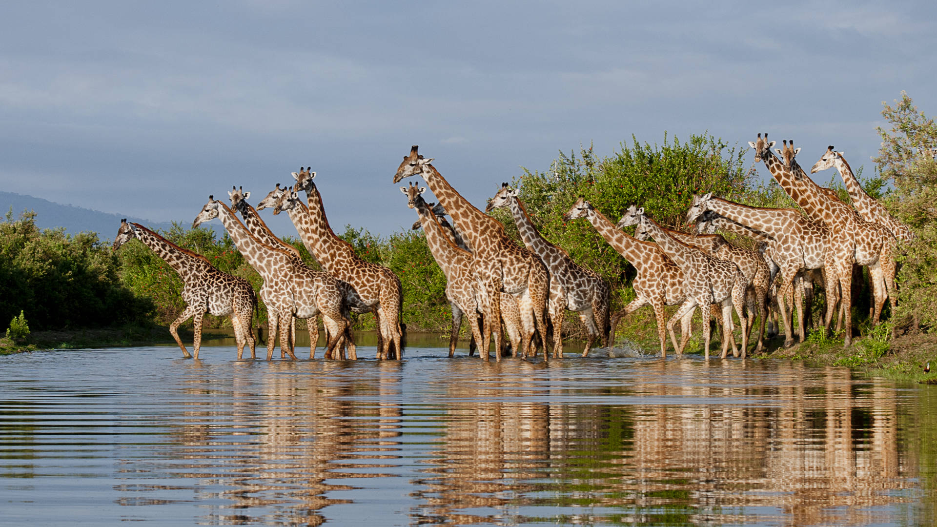 safari with giraffe