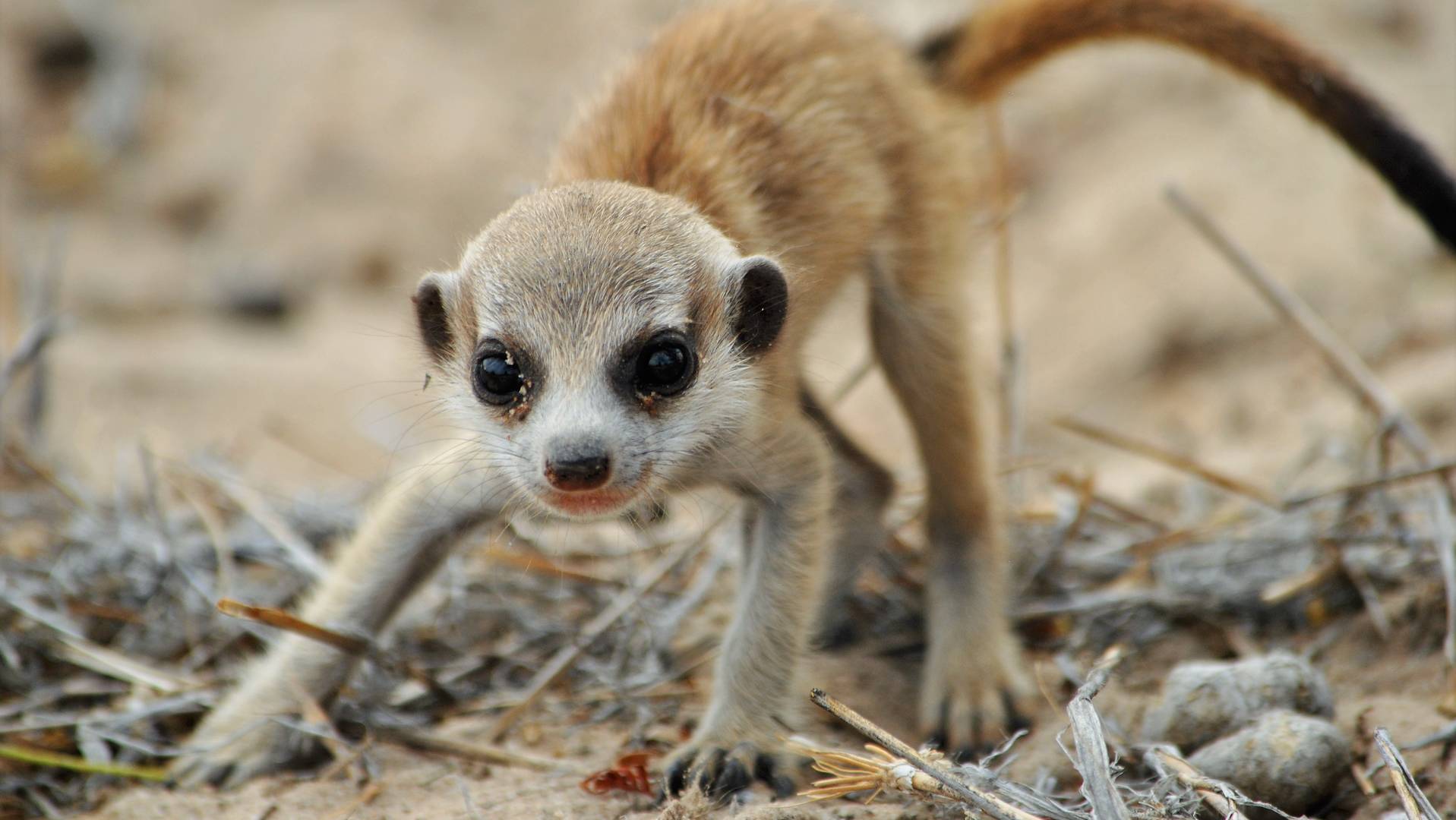 meerkat safari south africa