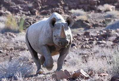 Black Rhino