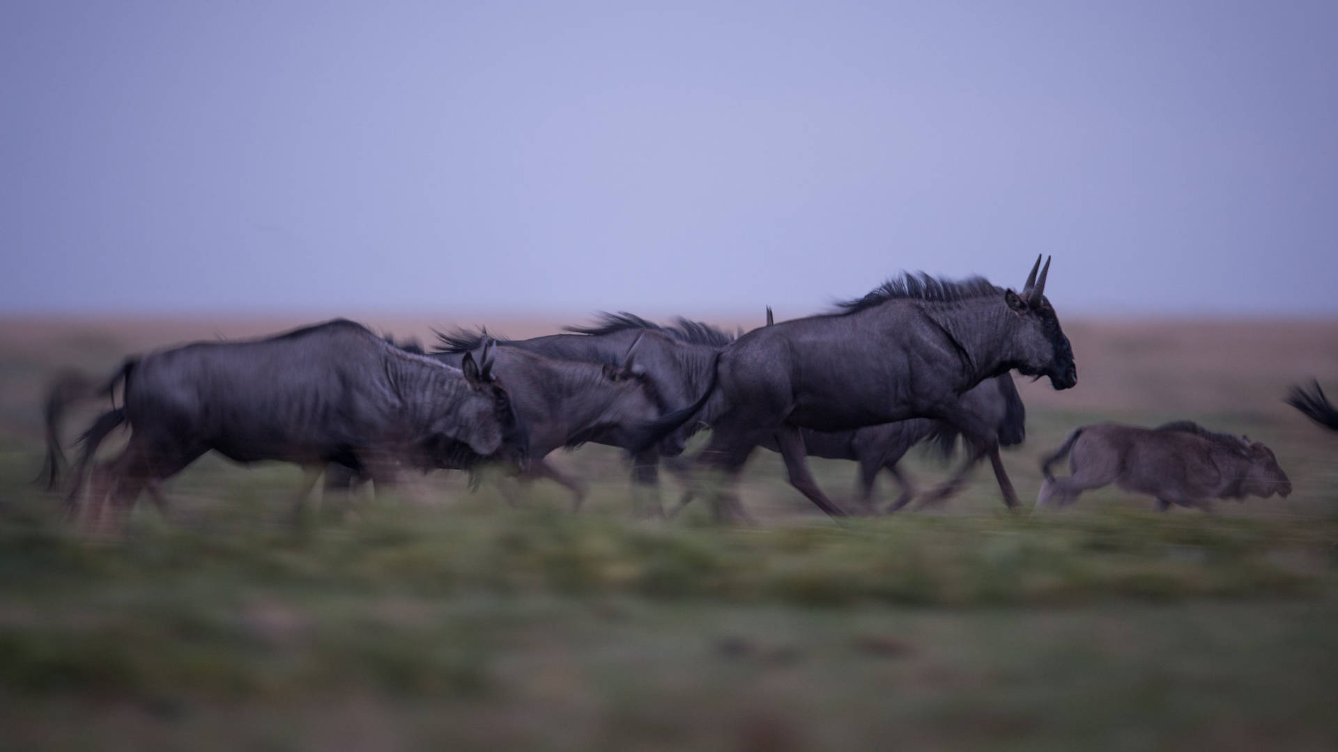 wild wildebeest safaris prices