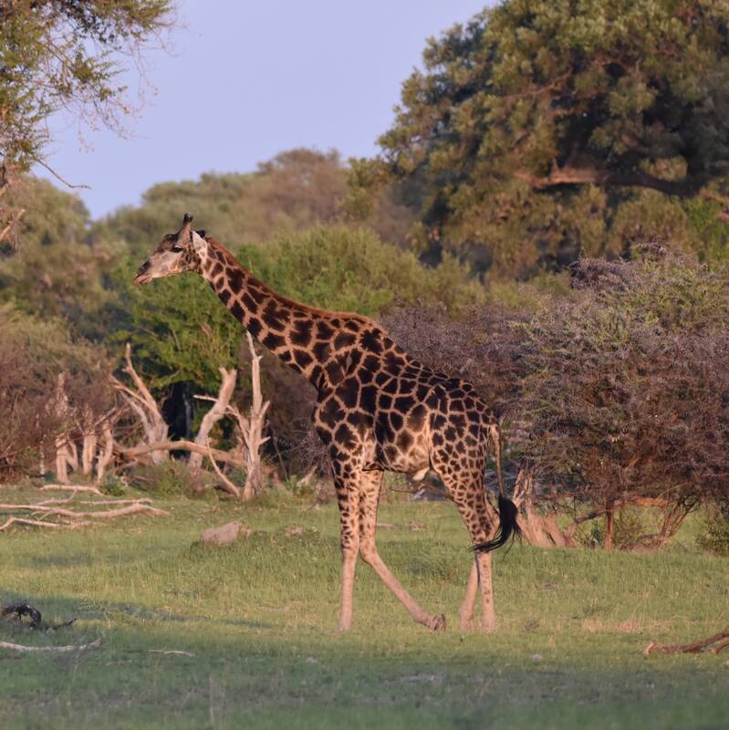 Botswana