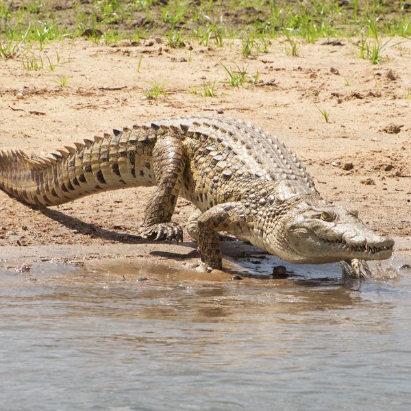 Liwonde National Park - Malawi - picture gallery