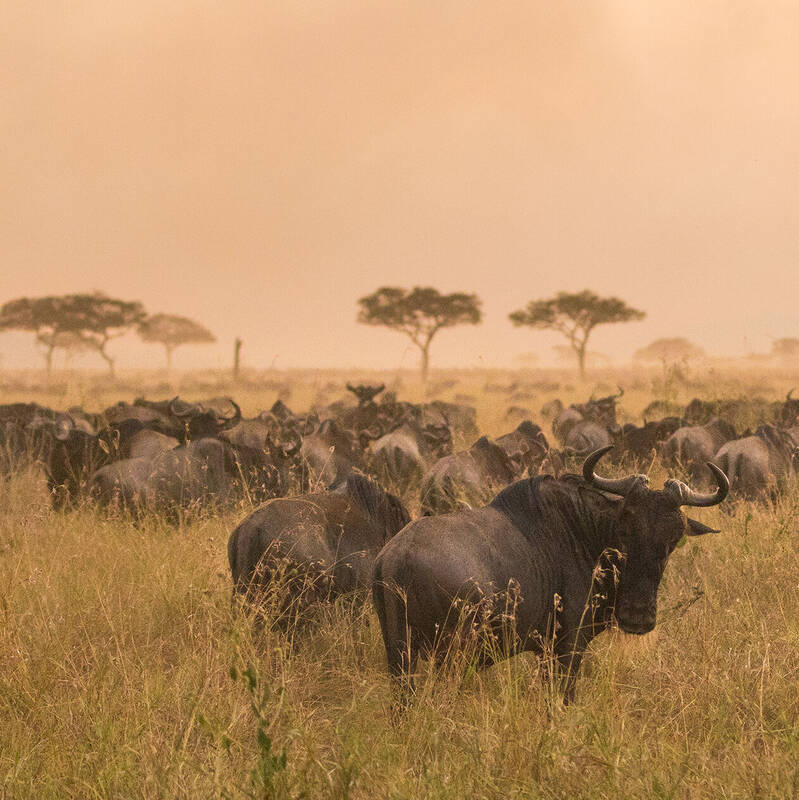 wildebeest migration gif