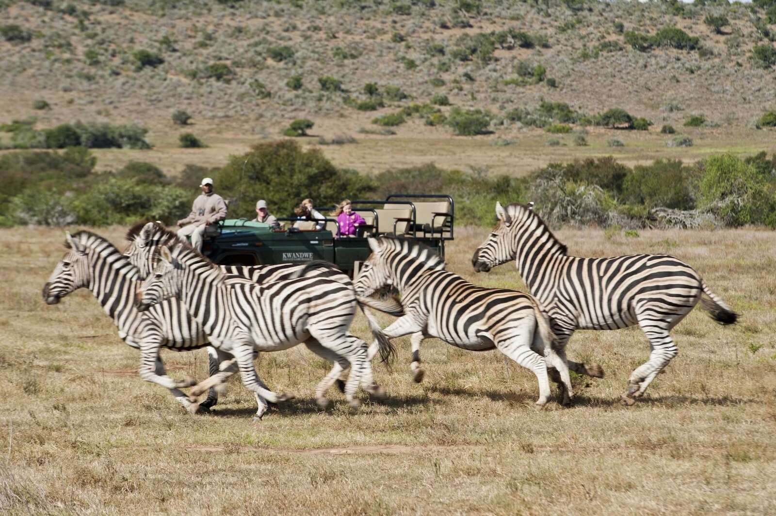 zoo safari sudafrica