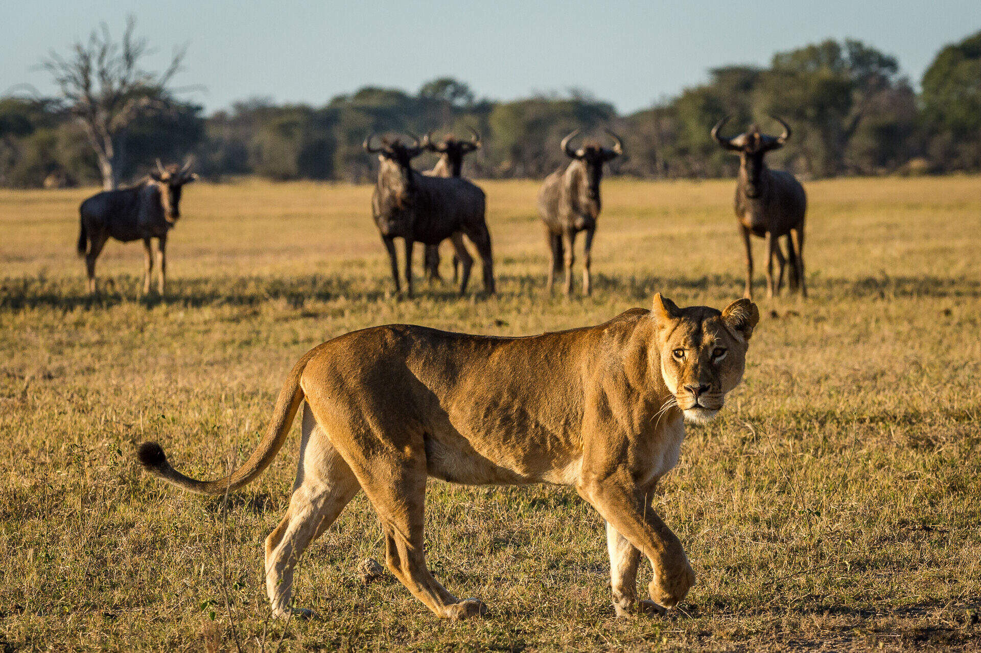 safari zimbabwe
