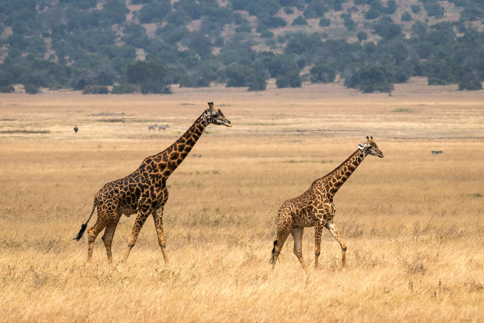 Akagera National Park | Rwanda | Expert Africa