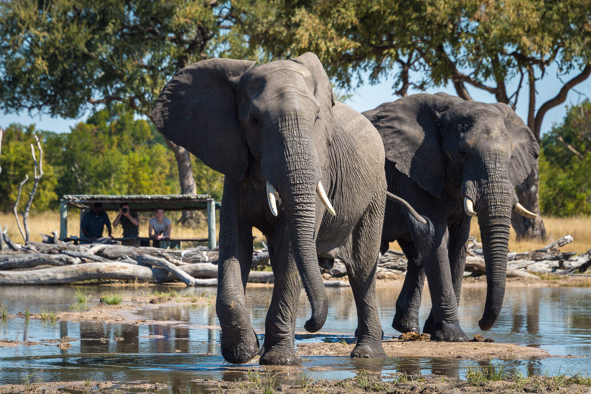 photography-holidays-in-zimbabwe-expert-africa