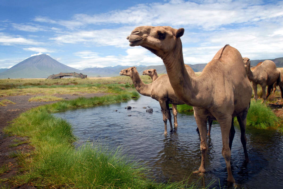 north tanzania natron lake