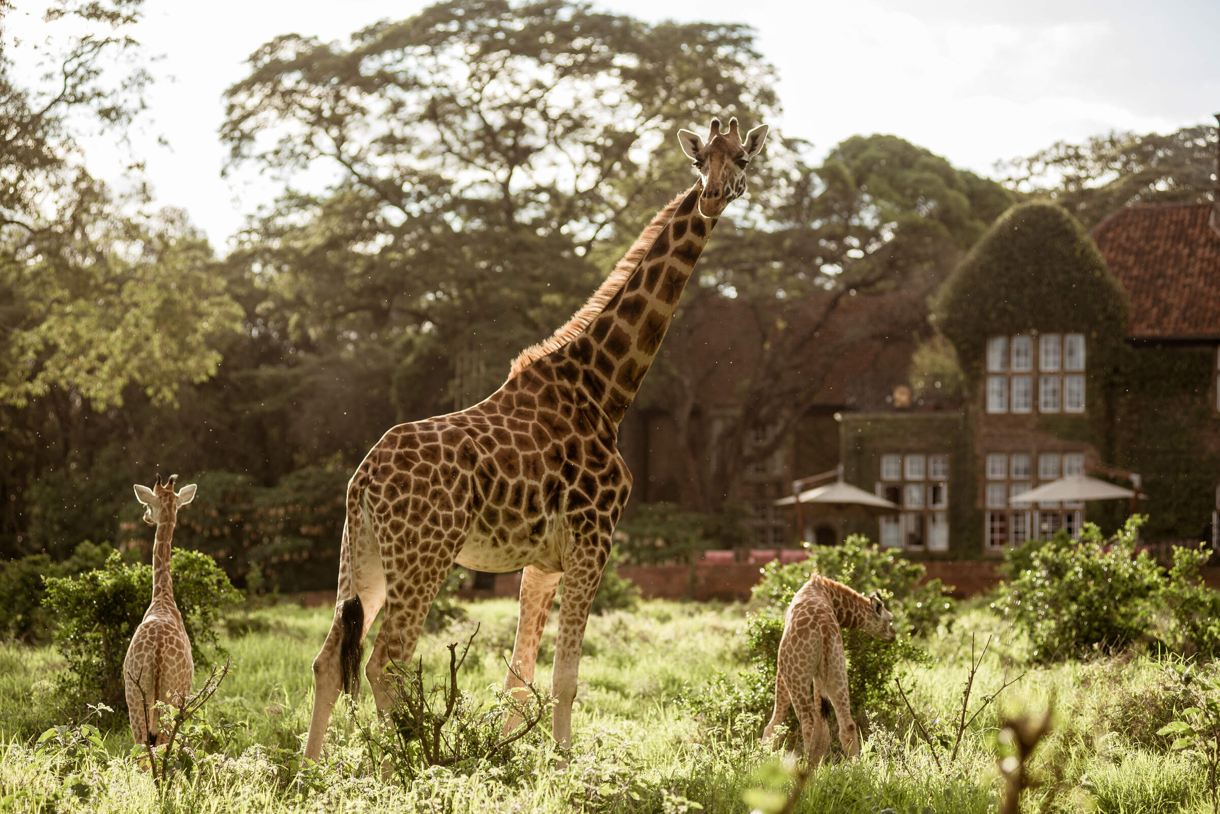 Live availability for Giraffe Manor Kenya