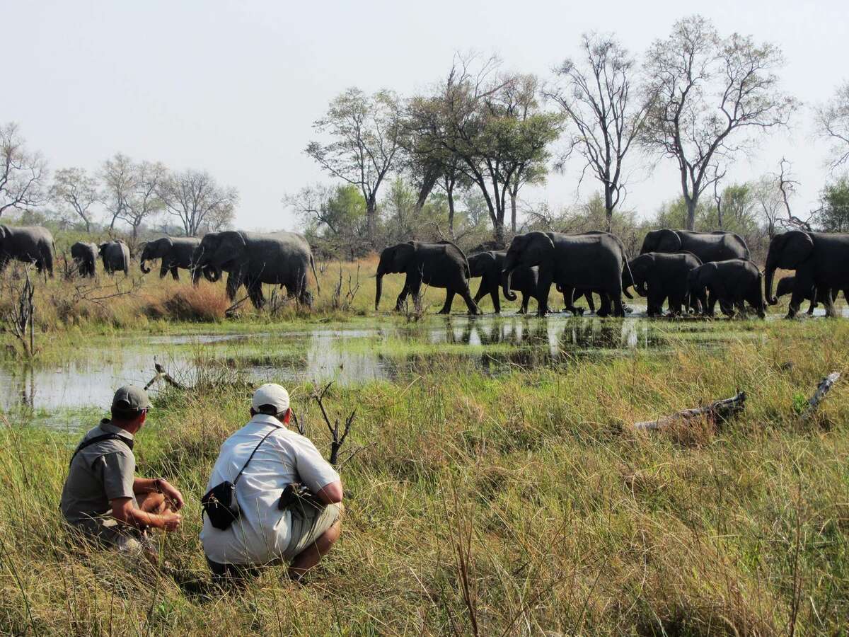 botswana safari travel blog