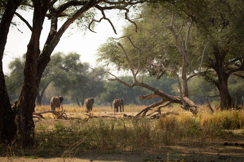 Lower Zambezi National Park safaris | Expert Africa