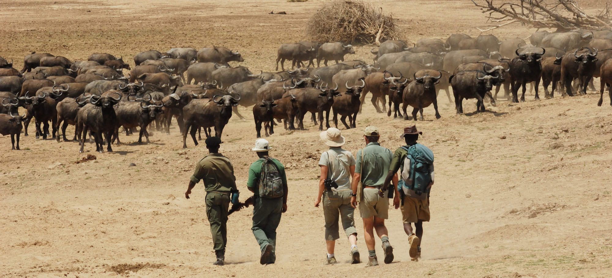zambia walking safari