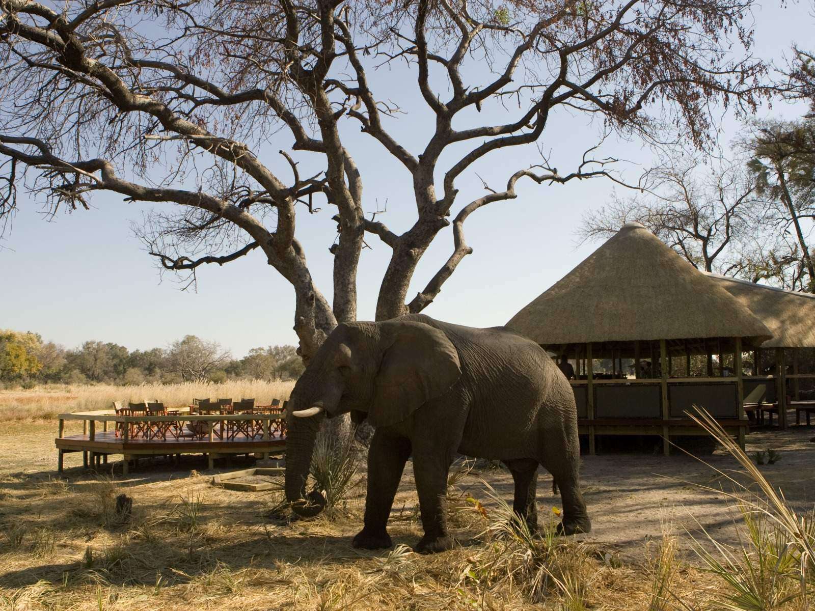 Wildlife safaris in Botswana | Expert Africa