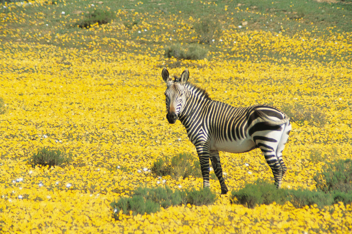 Namaqualand | South Africa - satellite map from Expert Africa