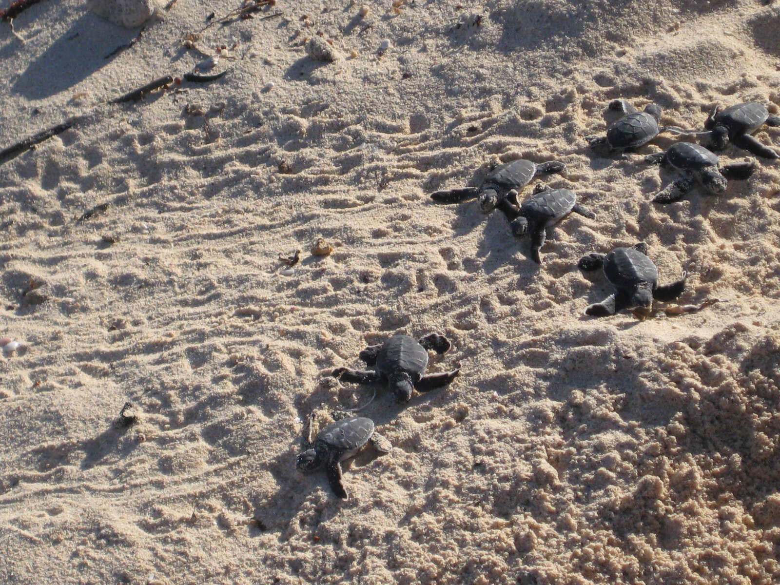 Chole Mjini Lodge - Chole Island - Mafia Archipelago - Tanzania