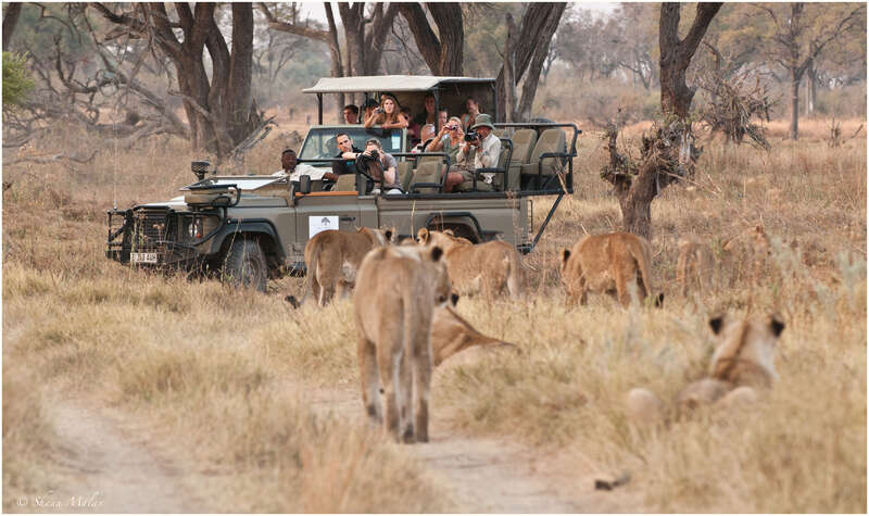 Machaba Camp | Moremi Game Reserve | Botswana | Expert Africa