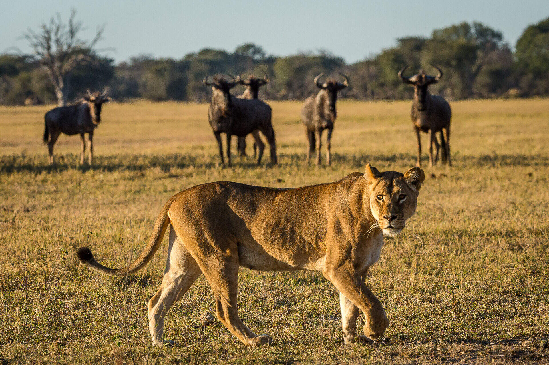 Wildlife Safaris In Zimbabwe Expert Africa