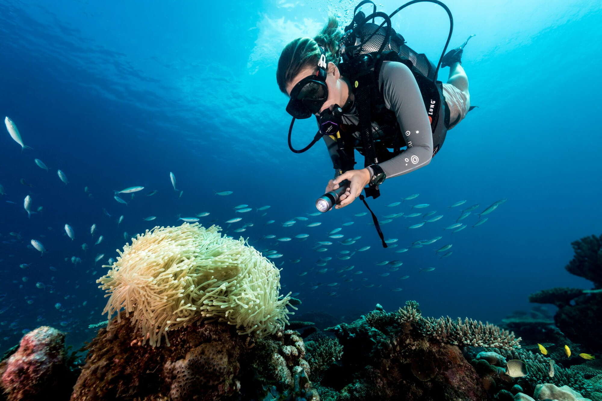 Diving & snorkelling in Seychelles | Expert Africa