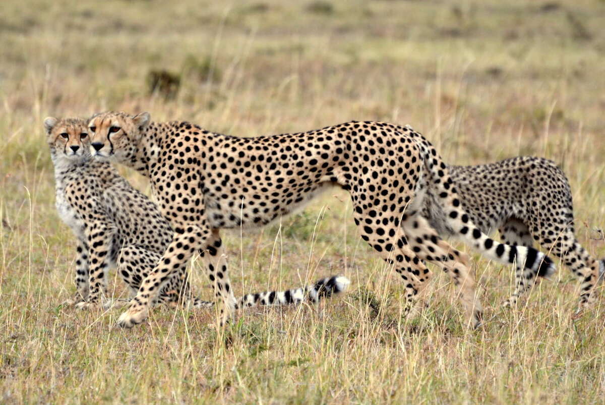 Encounter Mara | Maasai Mara Conservancies | Kenya | Expert Africa