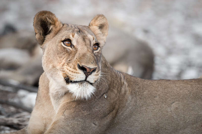 Etosha National Park | Namibia holidays & safaris