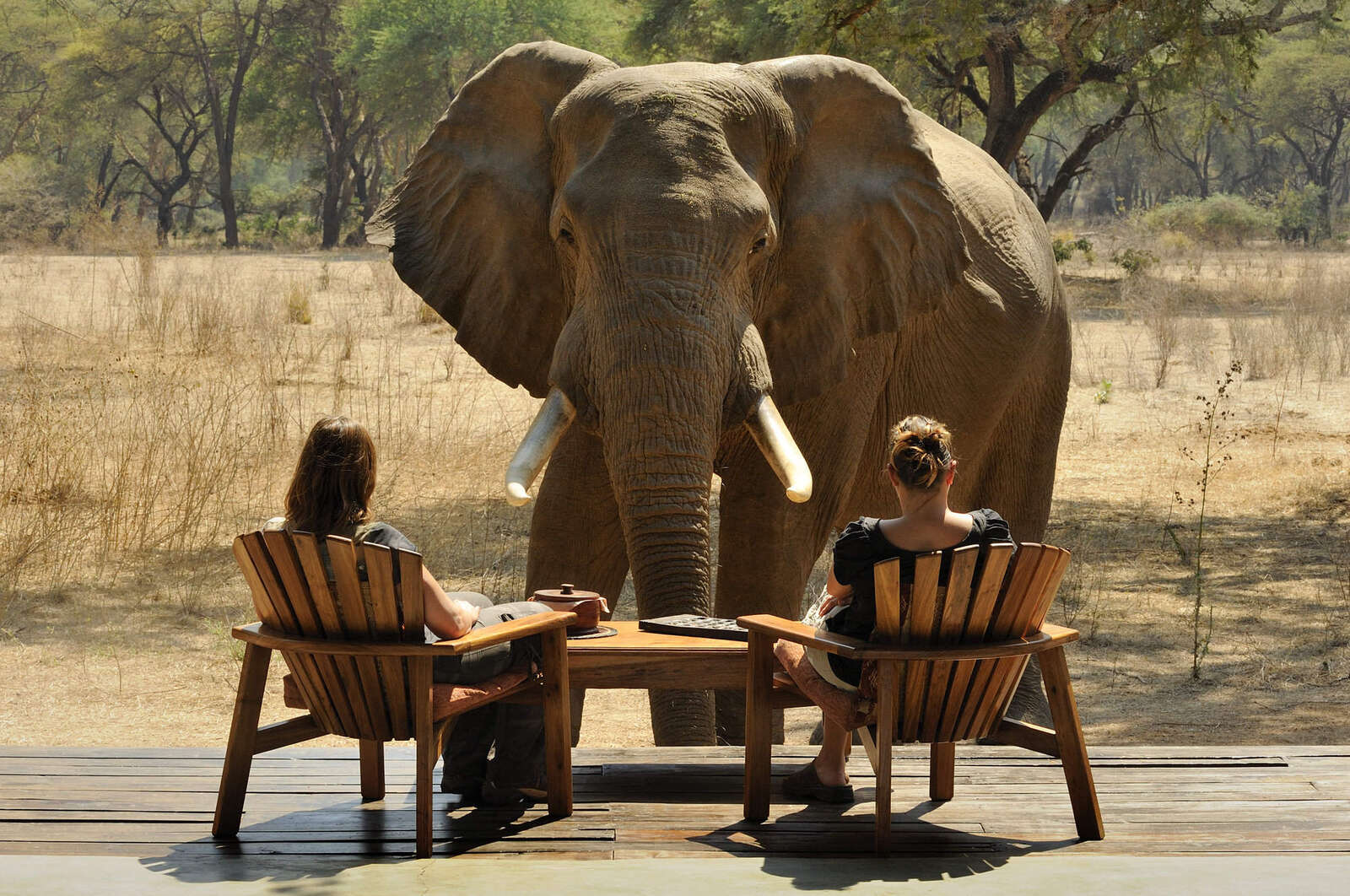 safari en zambia