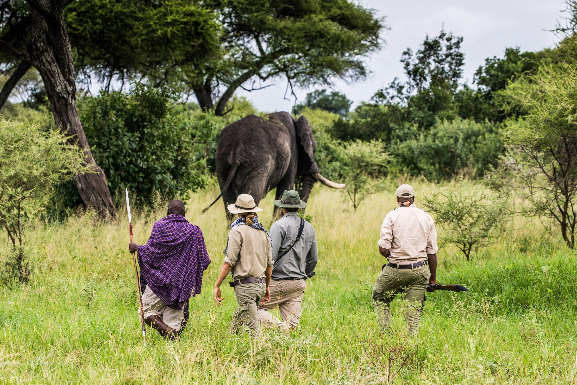 Walking safaris