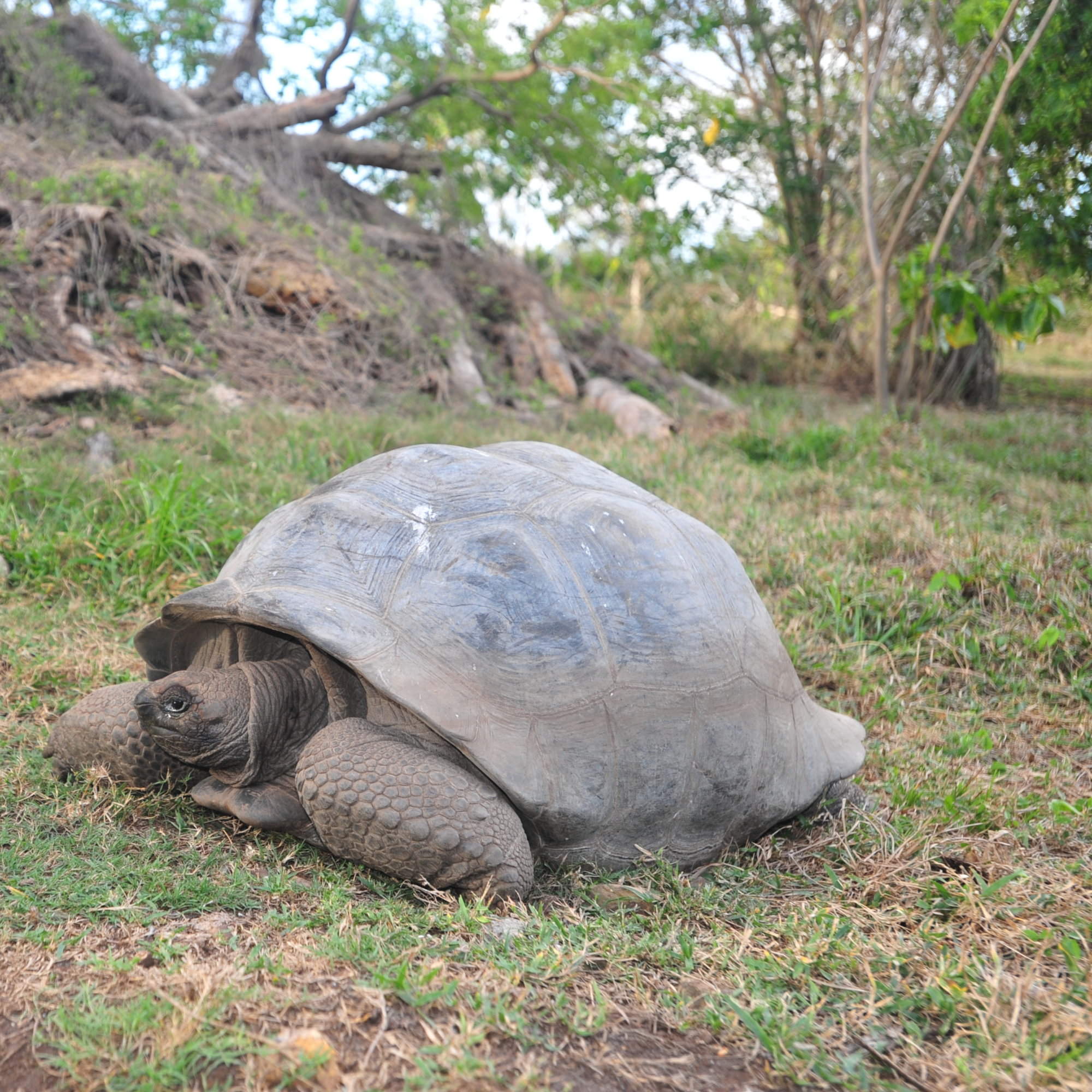 North Island Seychelles | Expert Africa