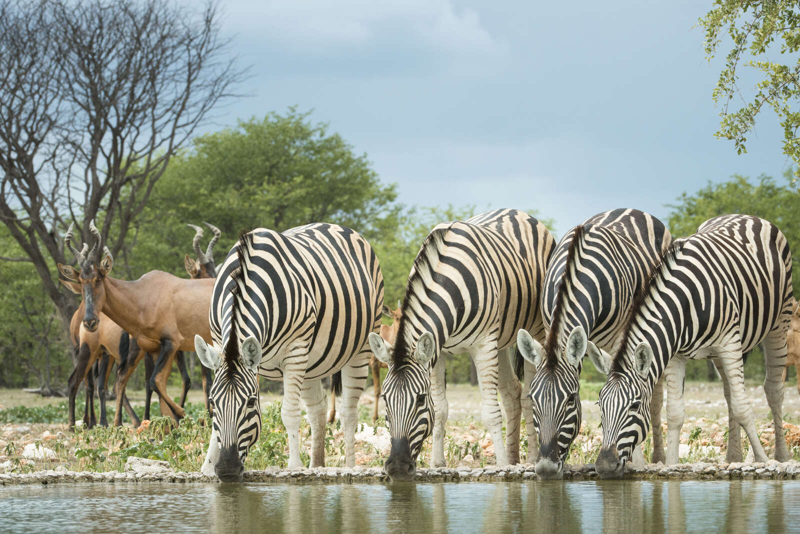 Etosha National Park Namibia Holidays And Safaris