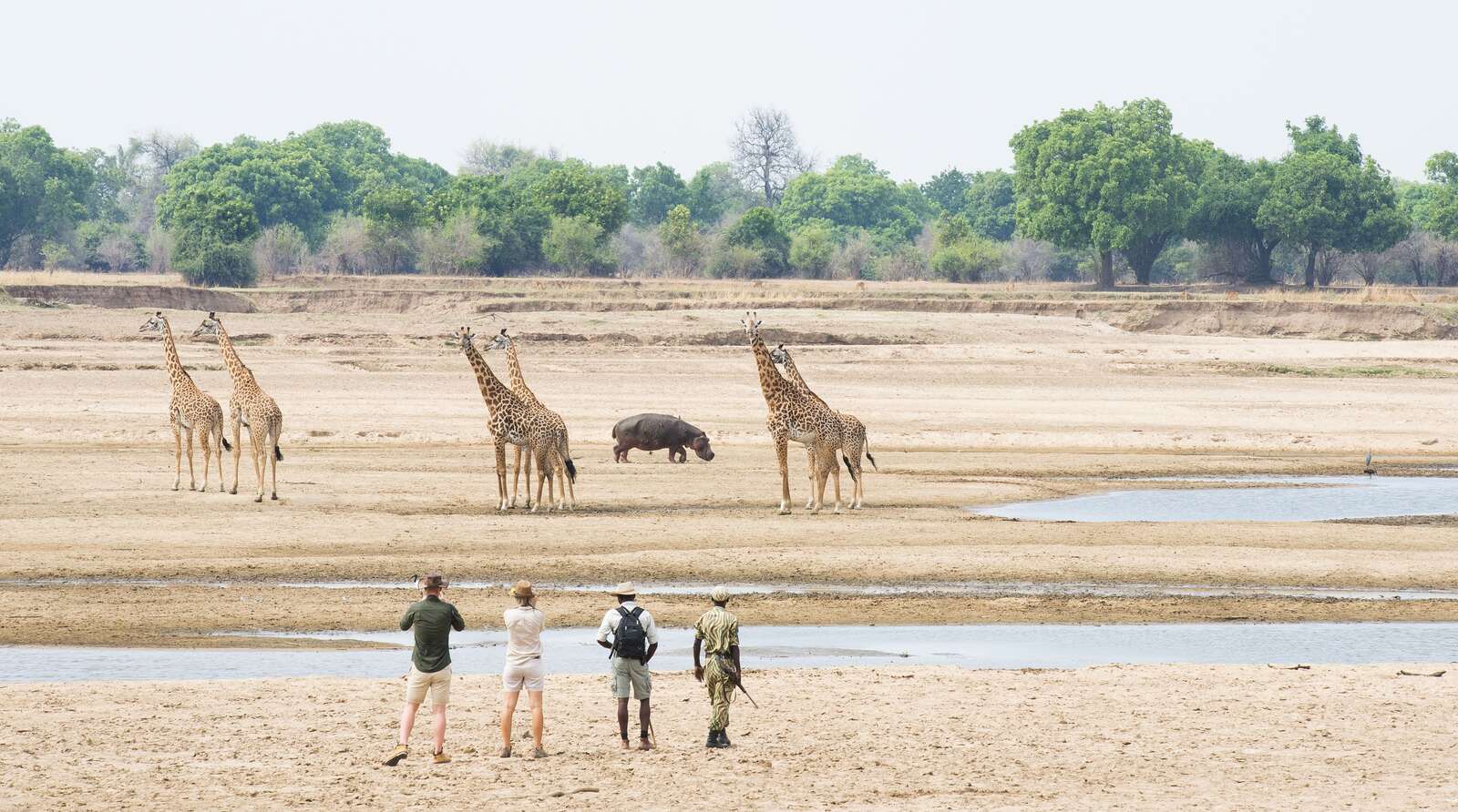 best walking safaris in zambia