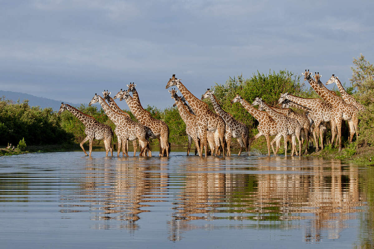 afrika safari selous