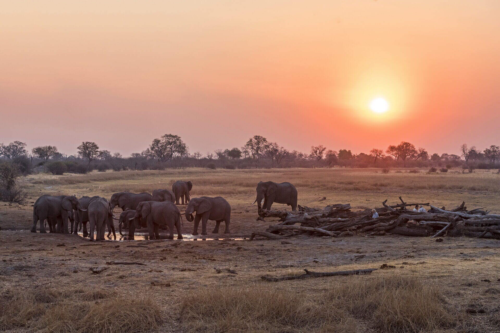 Savuti Camp - Kwando-Linyanti Area - Botswana Safari