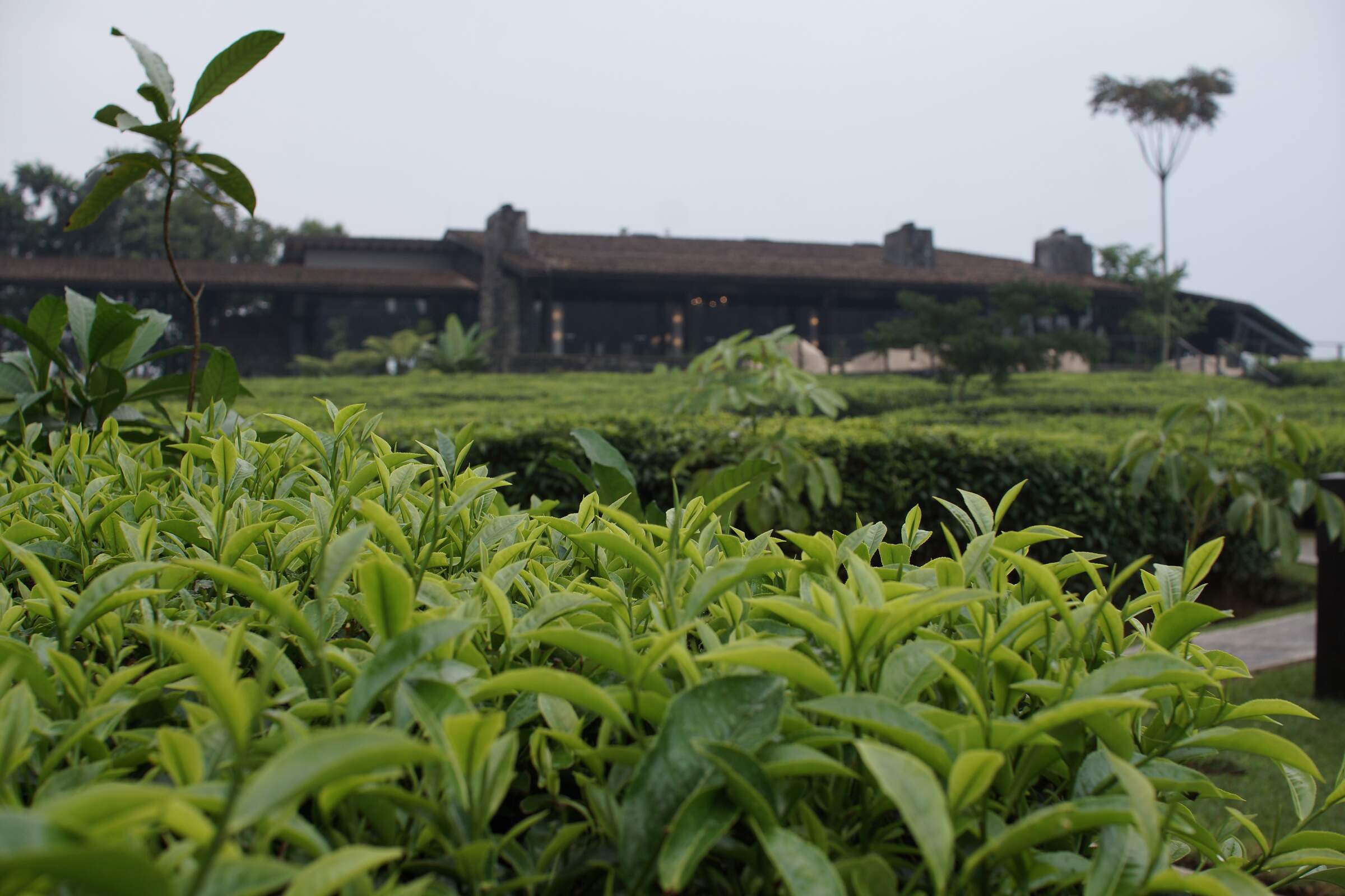 Nyungwe House