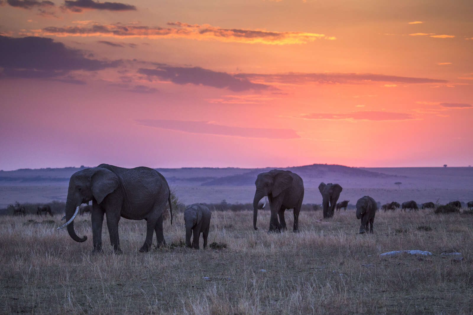 best wildlife safaris