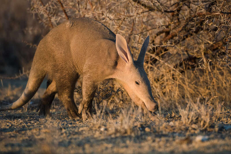 Wildlife safaris in Namibia | Expert Africa