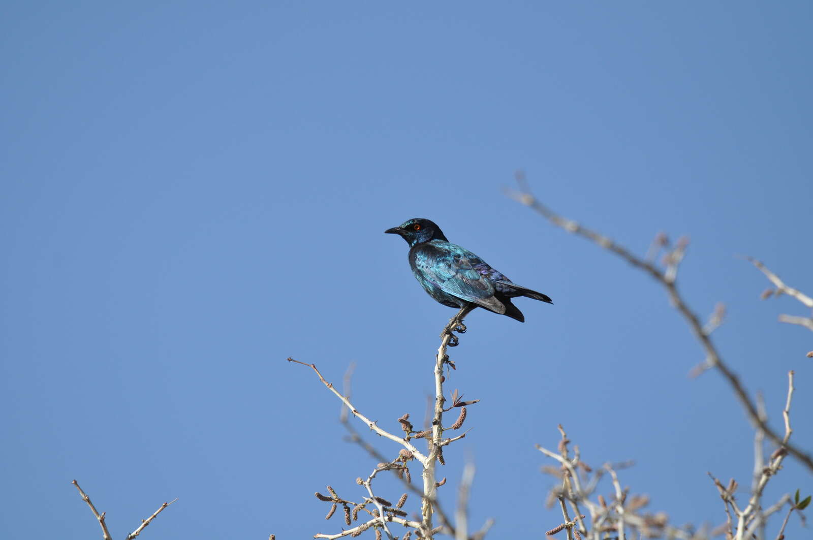 Okonjima Nature Reserve | Namibia | Expert Africa