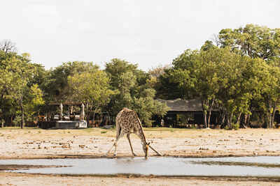 Little Makalolo Camp