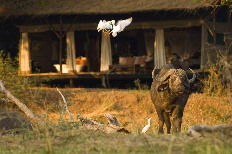 Wildlife Safaris In Zambia Expert Africa   Dab560c94d4e42a787af7149c0c321f6 800 