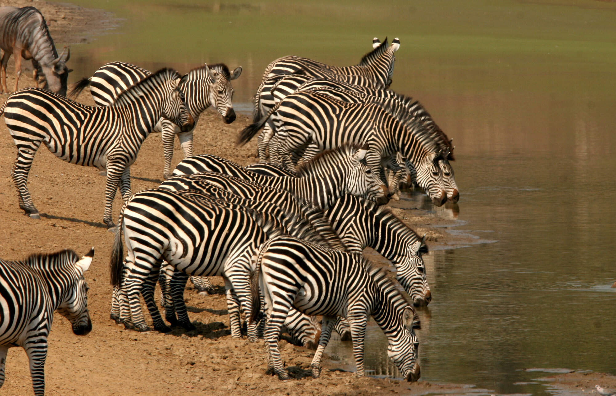 Wildlife safaris in Zambia | Expert Africa