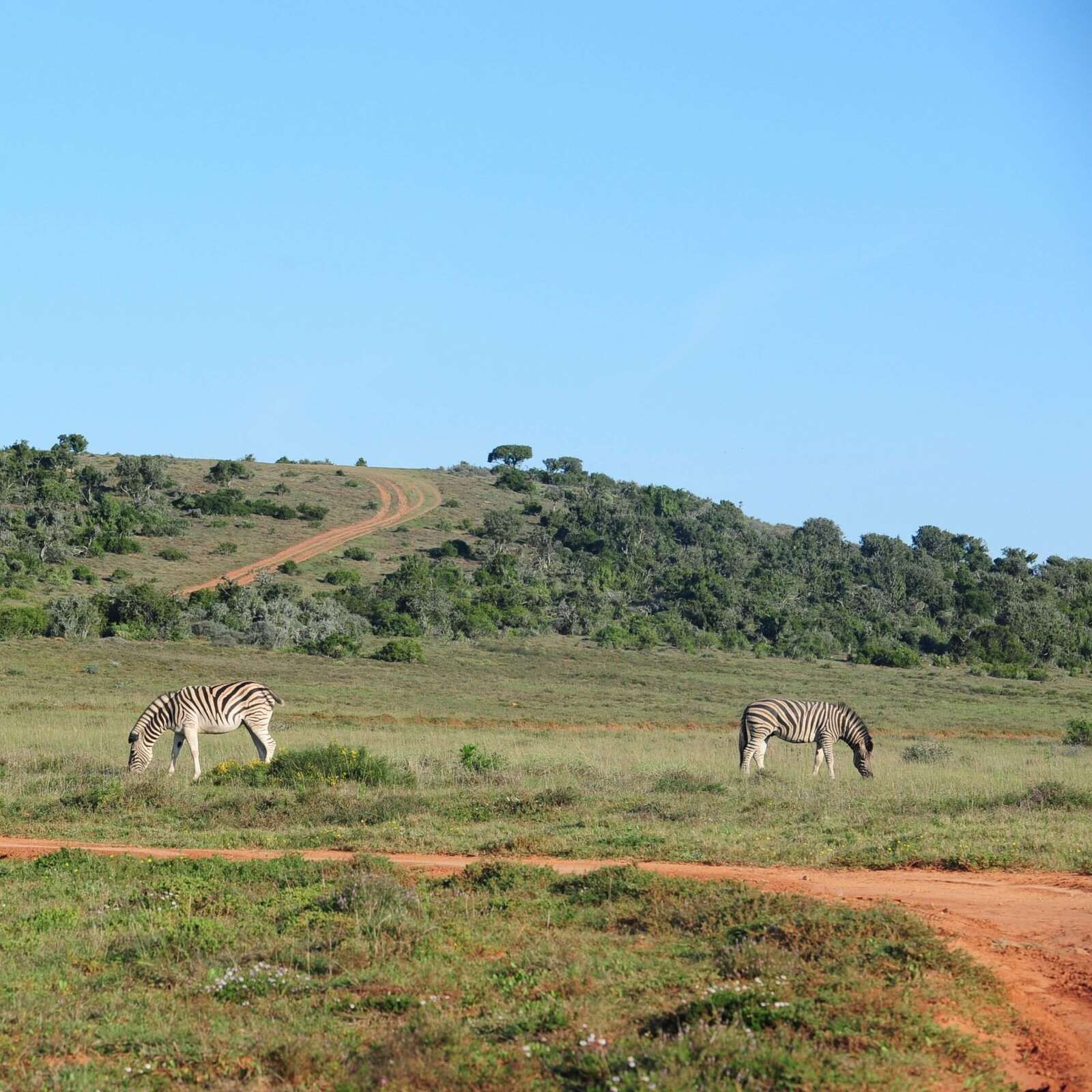 Gharagab Wilderness Camp | Kgalagadi National Park | South Africa ...