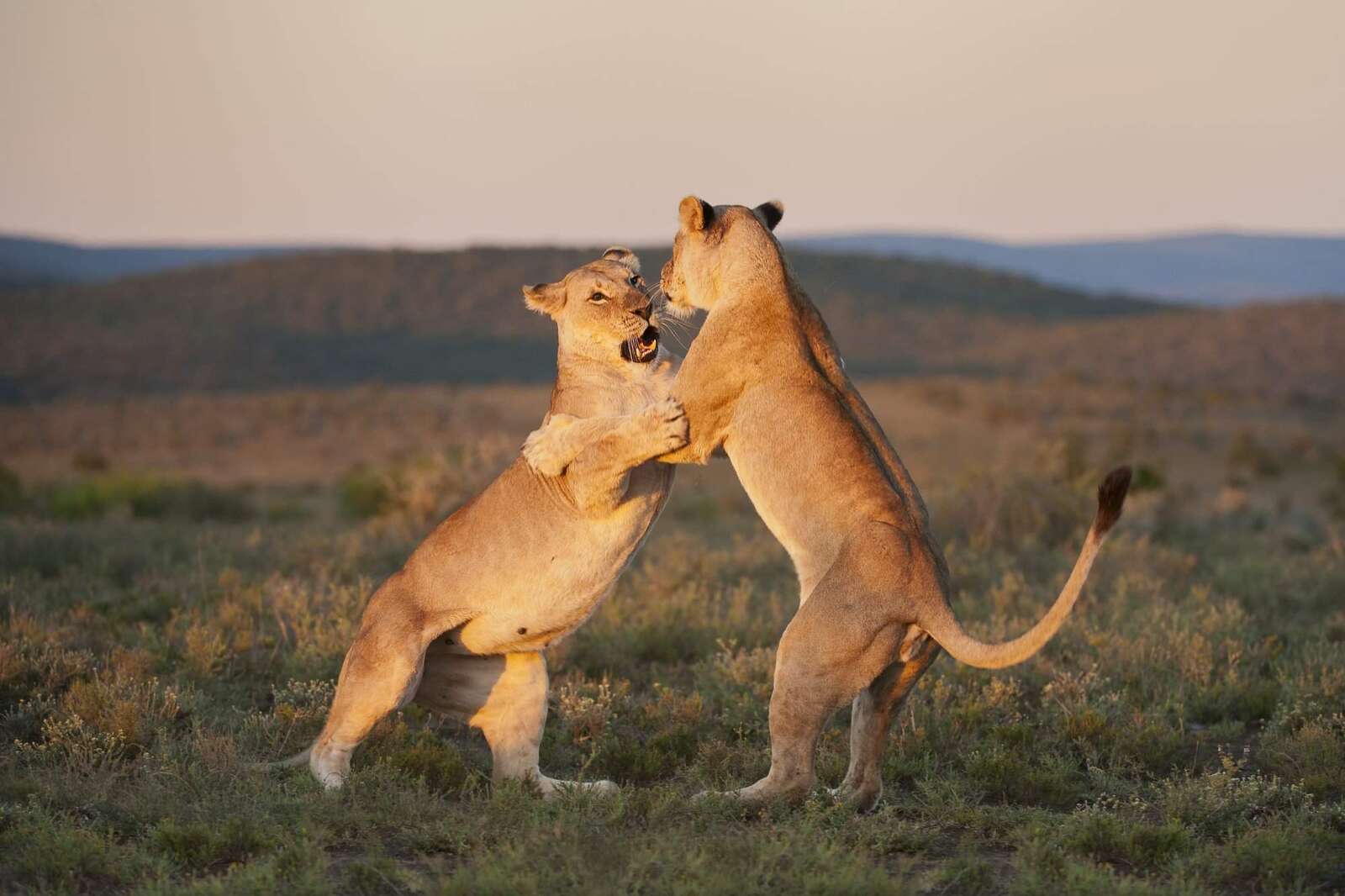 wildlife safari in africa