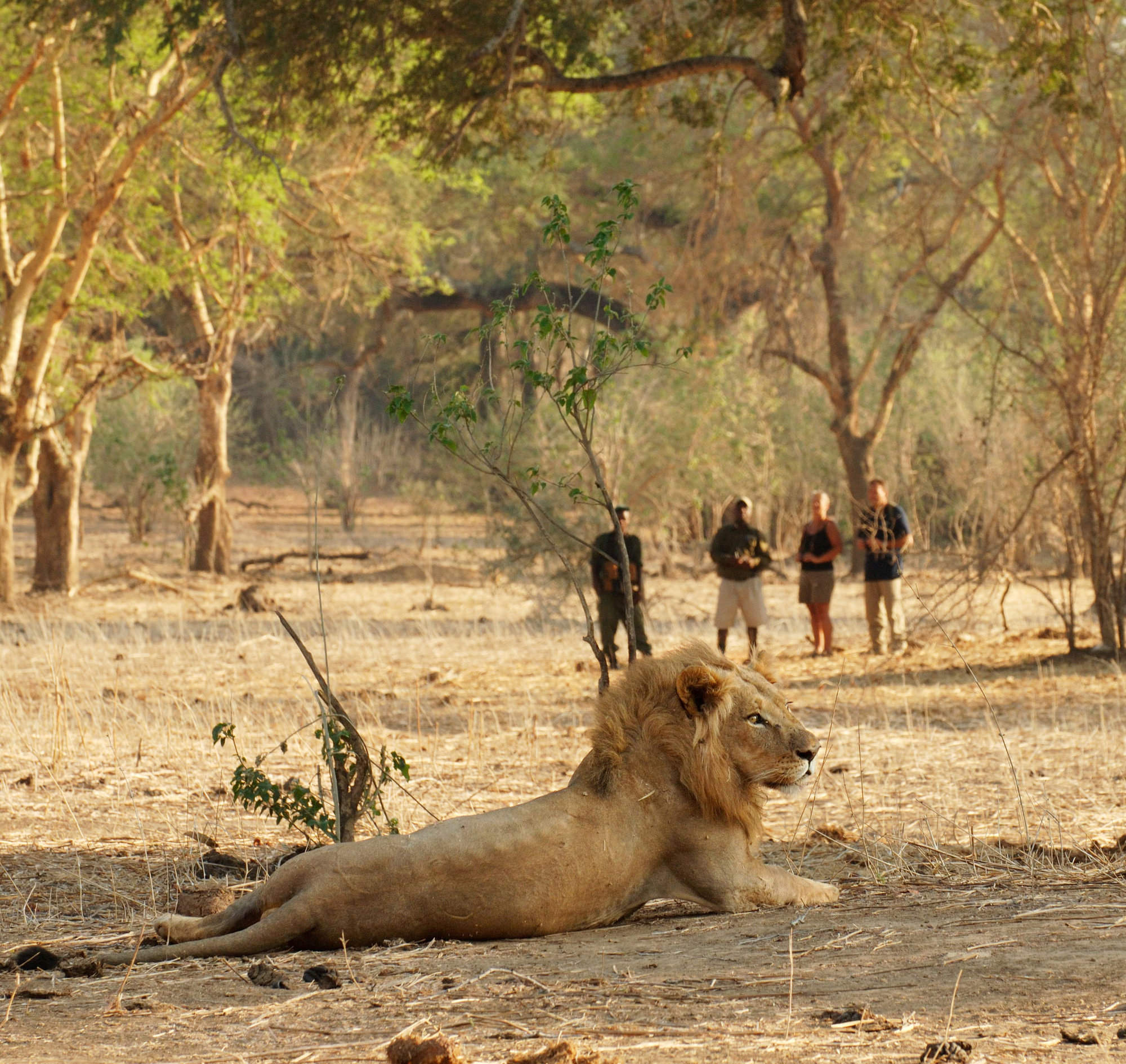 zambia walking safari