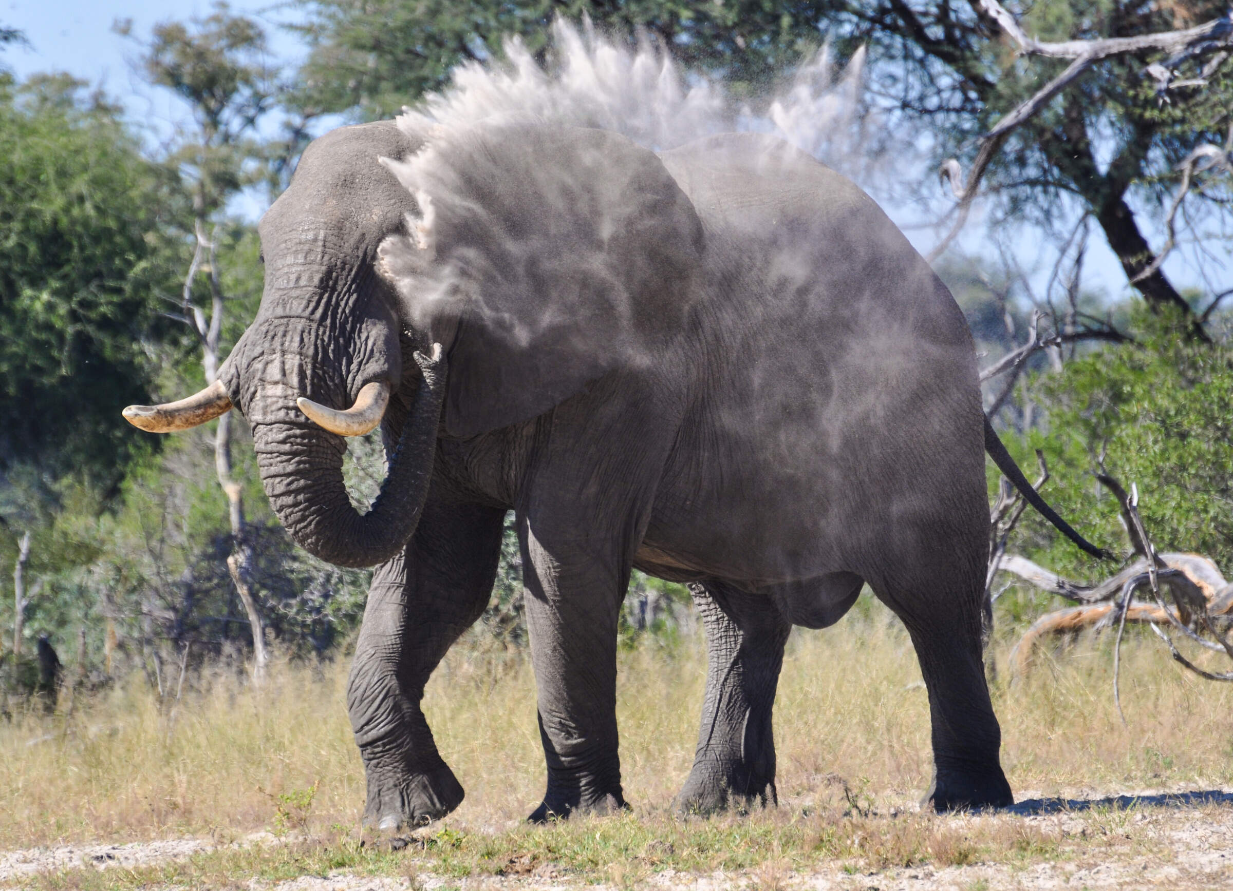 Camelthorn | Hwange | Zimbabwe | Expert Africa